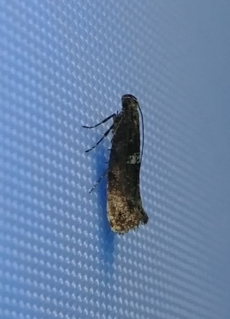 Acrolepiopsis assectella 
