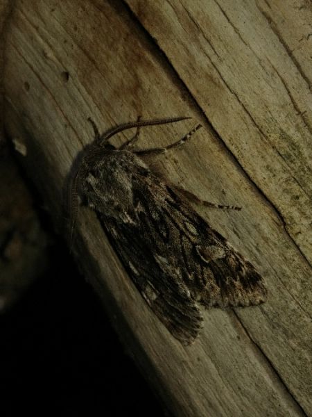 Brachionycha nubeculosa 