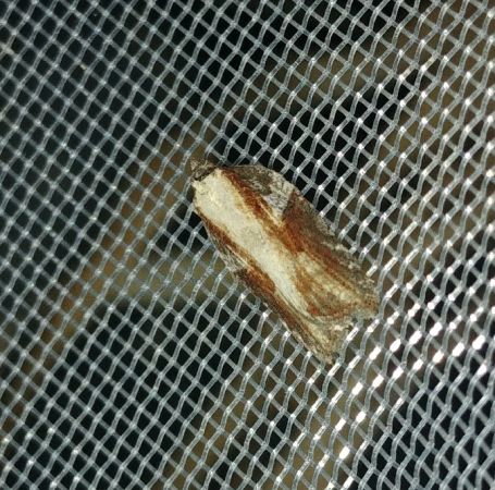 Acleris hastiana 
