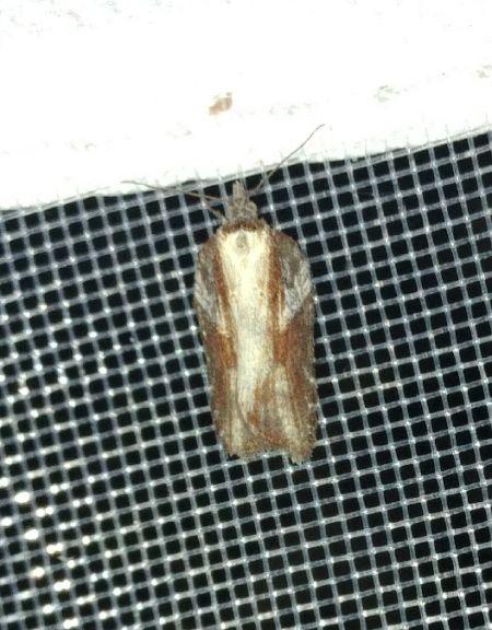 Acleris hastiana 