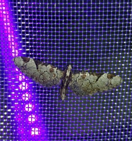 Eupithecia insigniata 
