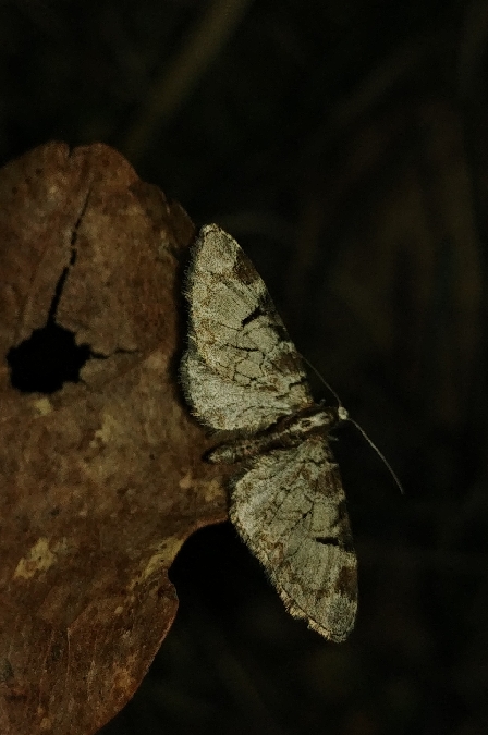 Eupithecia insigniata 