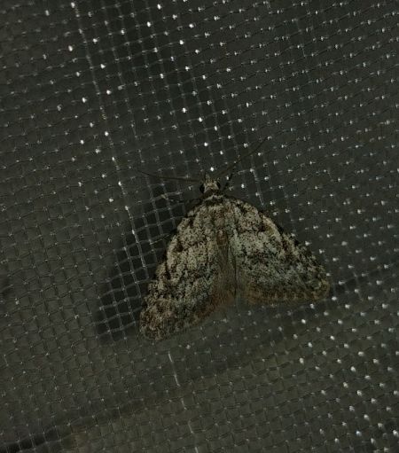 Nola confusalis 