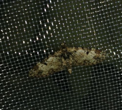 Eupithecia irriguata 