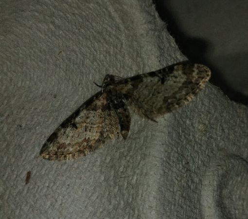 Eupithecia irriguata 