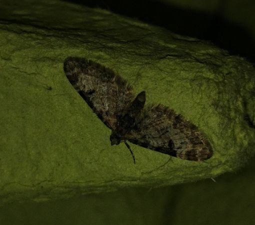 Eupithecia irriguata 