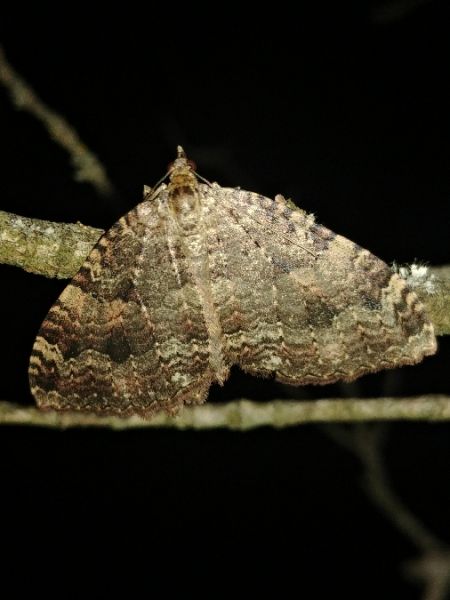 Triphosa dubitata 