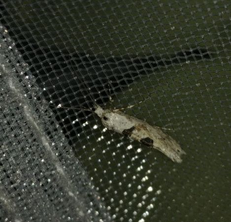 Ypsolopha asperella 