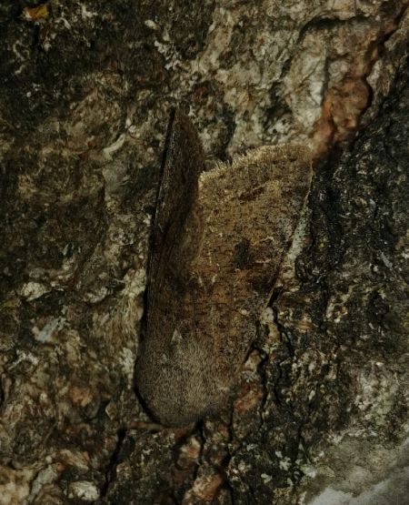 Orthosia incerta 