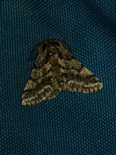 Lycia hirtaria 