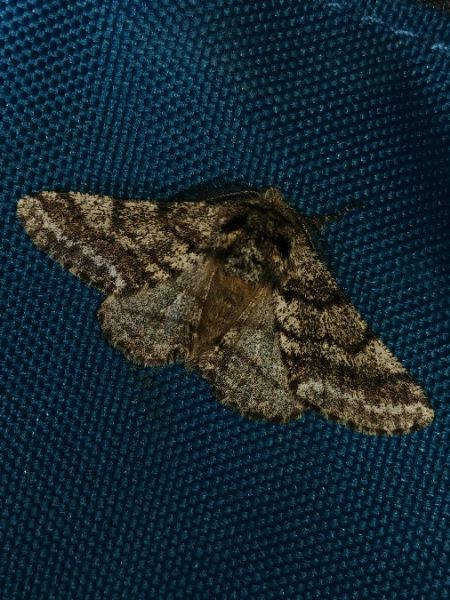 Lycia hirtaria 