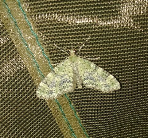 Acasis viretata 