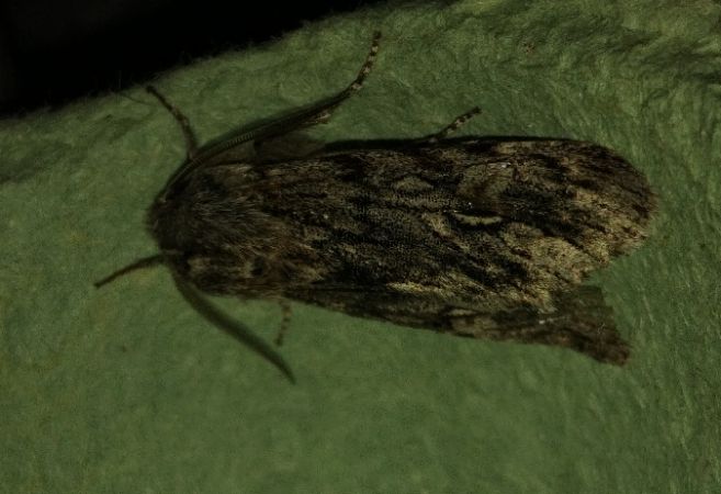Brachionycha nubeculosa 