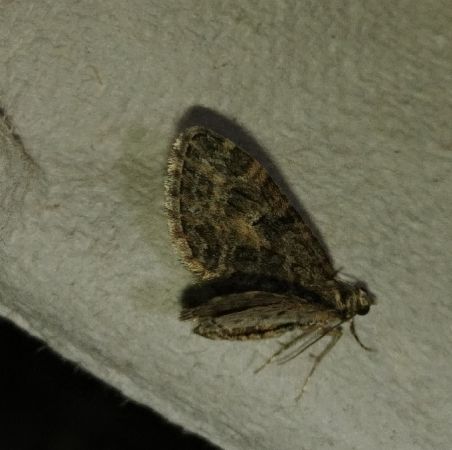 Eupithecia abbreviata 