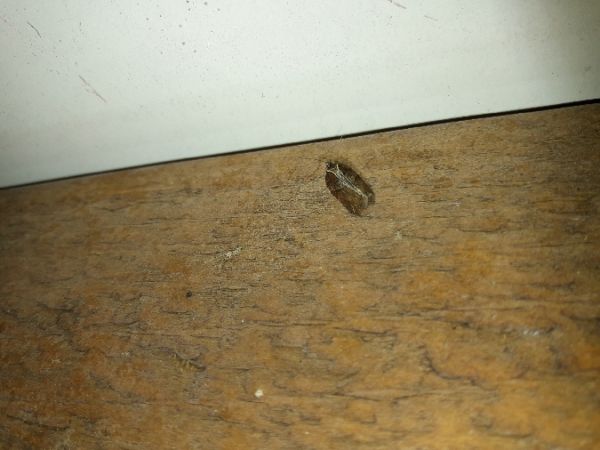 Acleris cristana  - Sylvain Lethuillier