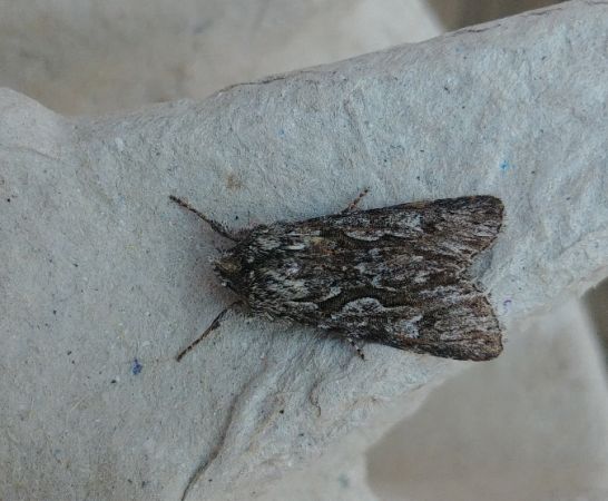 Xylocampa areola 