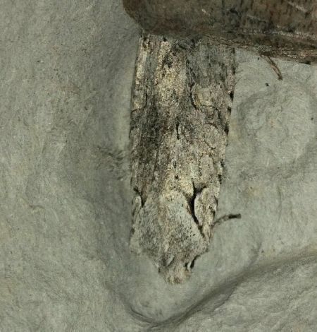 Lithophane ornitopus 