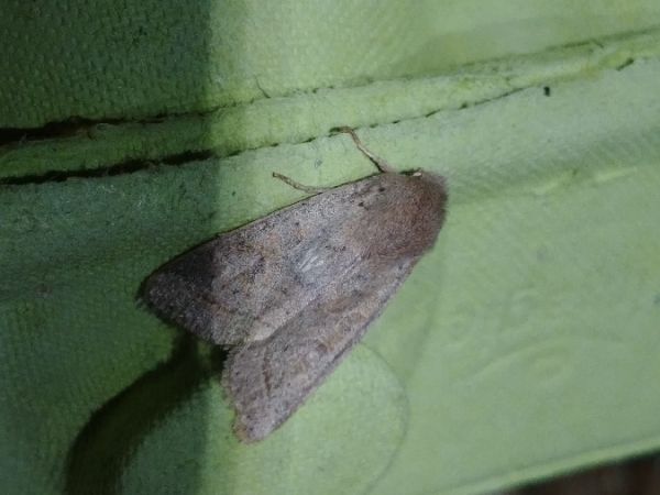 Orthosia populeti 