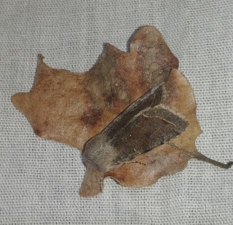 Orthosia incerta 