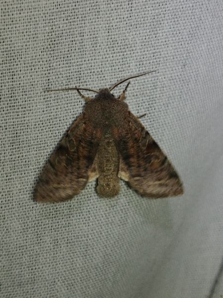 Orthosia incerta 