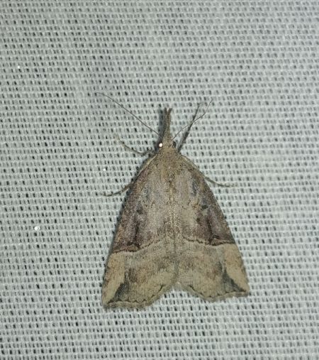 Hypena rostralis 