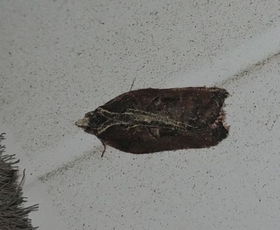 Acleris cristana 