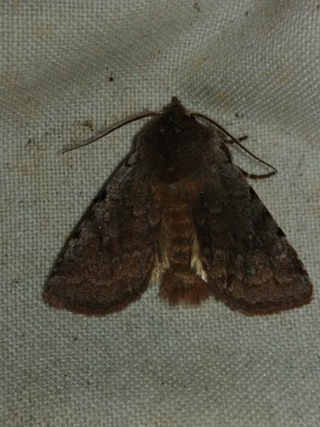 Cerastis rubricosa 