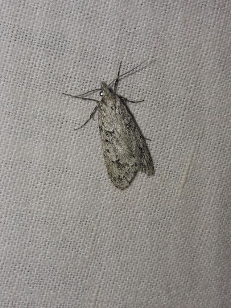 Diurnea fagella  - Sylvain Lethuillier