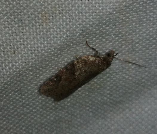 Acleris hastiana 