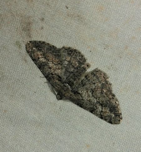 Cleora cinctaria 