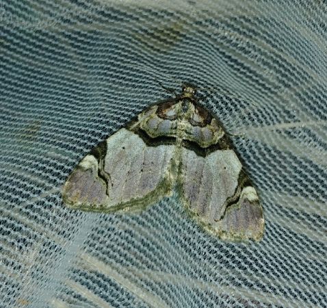 Anticlea derivata 