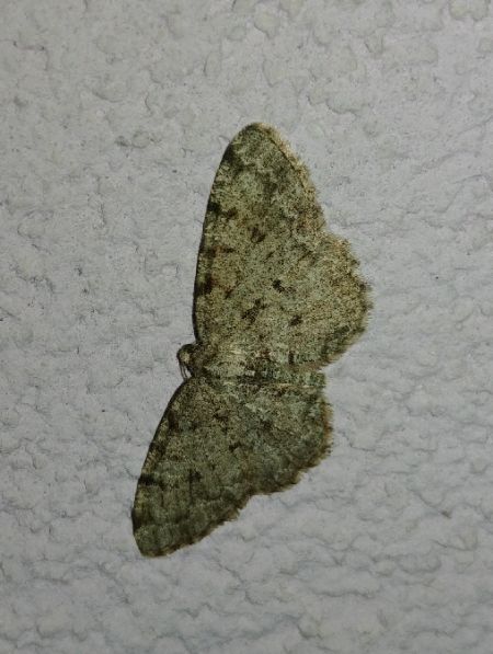 Aethalura punctulata 