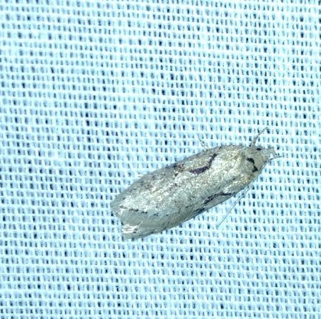 Semioscopis steinkellneriana 