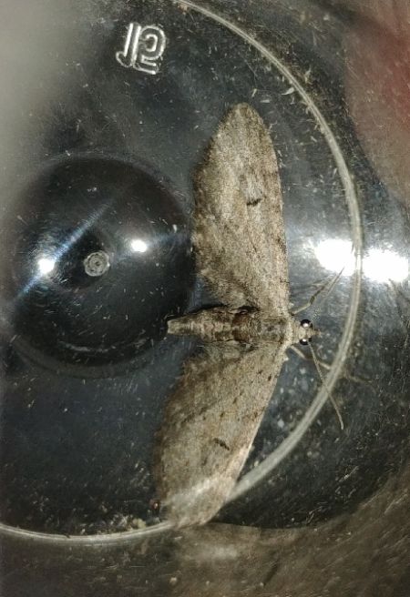 Eupithecia abbreviata 