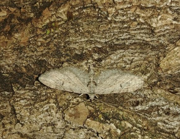 Eupithecia abbreviata 