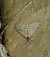 Trichopteryx carpinata 