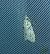 Diurnea fagella 