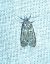 Diurnea fagella 