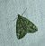Chloroclysta siterata 