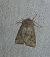 Orthosia incerta 