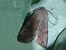 Orthosia incerta 