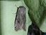 Orthosia incerta 