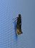 Acrolepiopsis assectella 