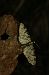 Eupithecia insigniata 