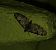 Eupithecia irriguata 