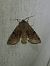 Orthosia incerta 