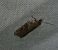 Acleris hastiana 