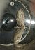 Eupithecia abbreviata 