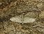 Eupithecia abbreviata 