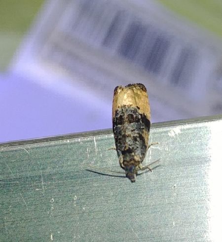 Metendothenia atropunctana 